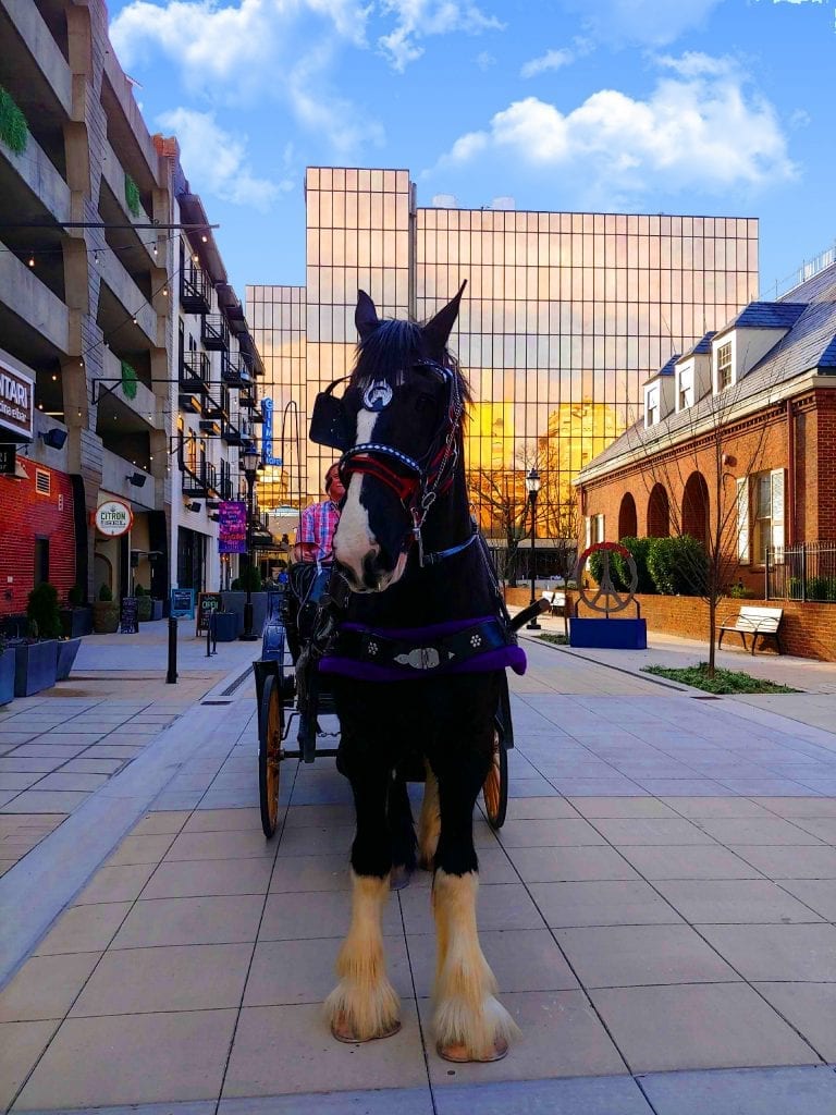 Chattanooga Tennessee Horse Drawn Carriage Rides and Wedding Services