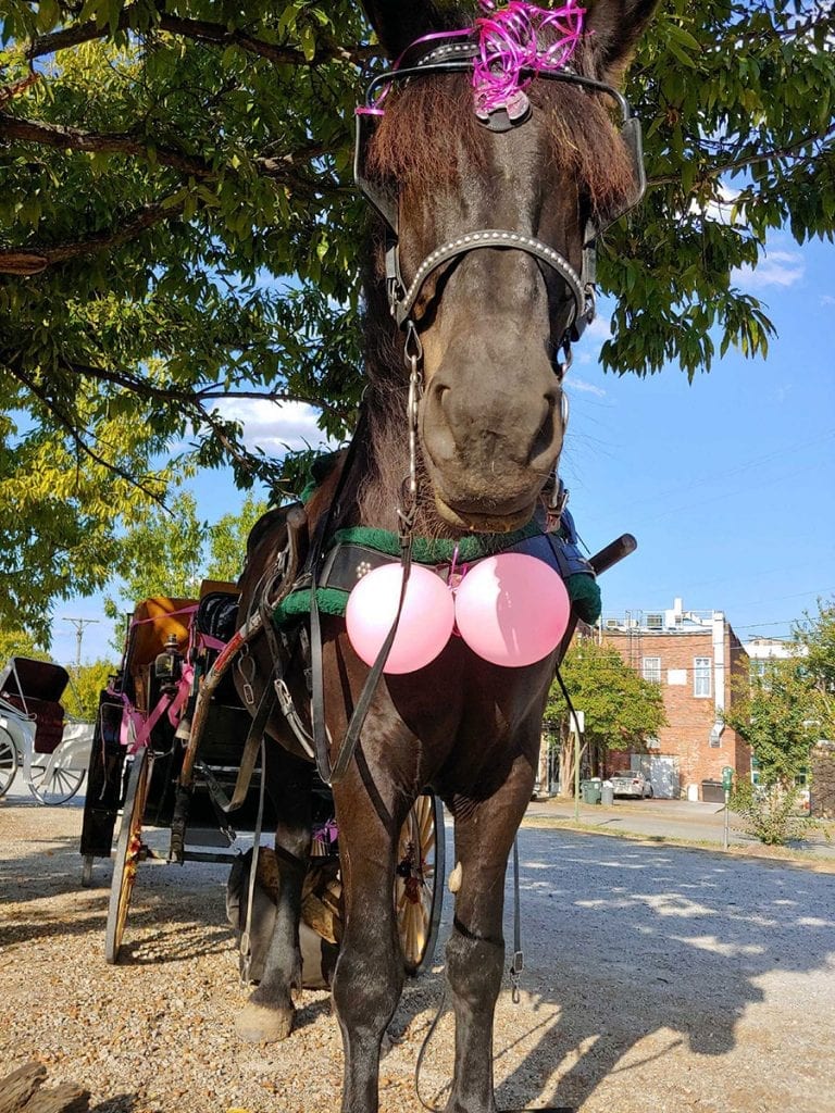 Horse Drawn Carriage Rides for Breast Cancer Awareness Month