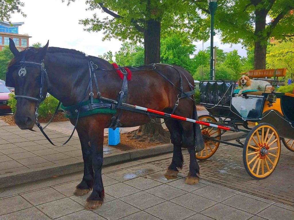 Summertime Horse Drawn Carriage Rides in Chattanooga, Tennessee