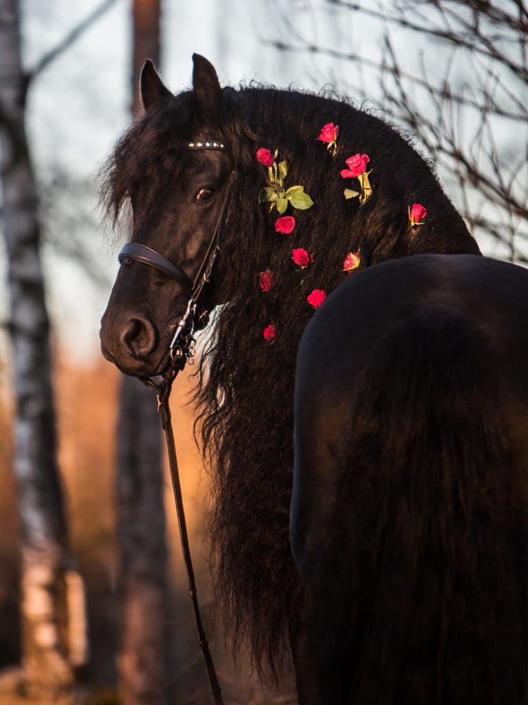 Downtown Chattanooga Valentine's Day Horse Drawn Carriage Ride