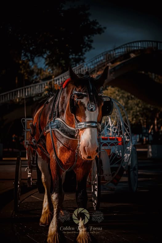 chattanooga-horse-riding-lessons.jpg