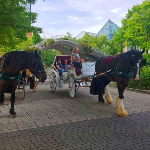 60 Minute Downtown Chattanooga Carriage Ride