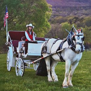 chattanooga-horse-drawn-driving-lessons
