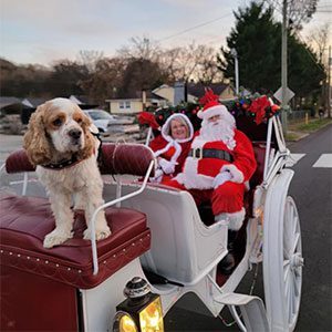 Chattanooga Horse Drawn Christmas Carriage Rides