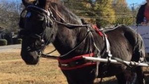 Carriage Horse Flash
